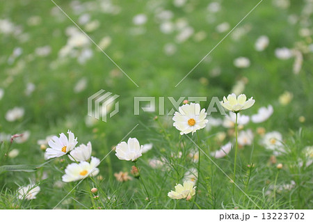 コスモス 13223702