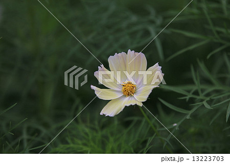 コスモス コスモス 13223703
