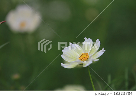 コスモス 13223704