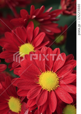 小菊 小菊 13223880