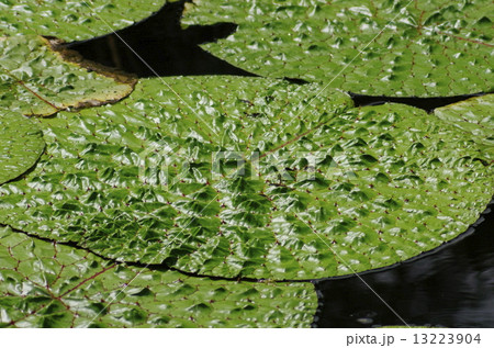岡山市半田山植物園のオオアイオニバス 13223904
