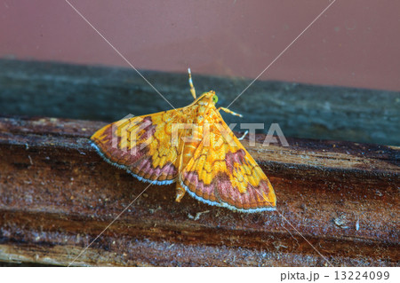 Close up of moth Close up of moth 13224099