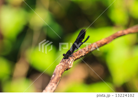 damselfly in forest damselfly in forest 13224102