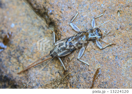 close up of nymphs of dragonfly 13224120