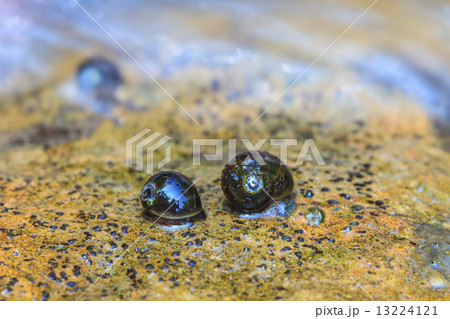 Group of mussels and mussel shells on the rocks 13224121