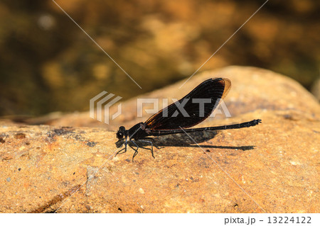 damselfly resting on stone 13224122