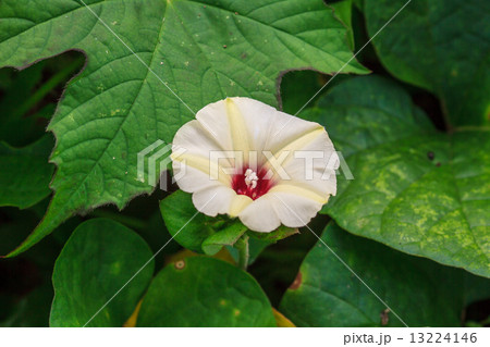Morning glory flowers Morning glory flowers 13224146