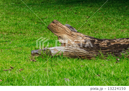 Tree bark texture 13224150