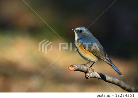 ルリビタキ 13224251