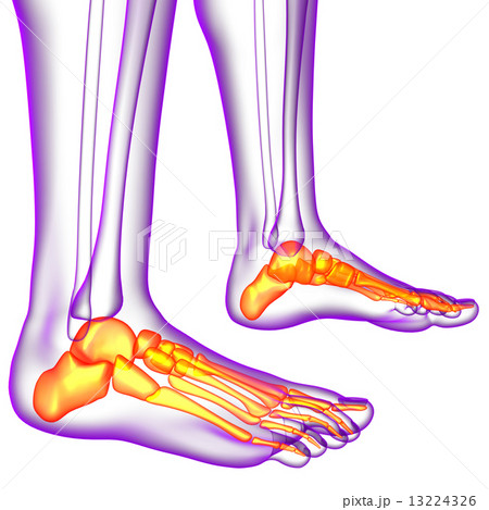 3d render medical illustration of the feet bone 13224326