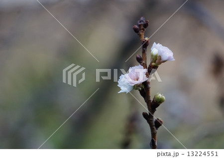 十月桜　花と蕾 13224551