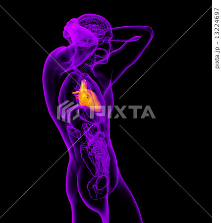 3d render medical illustration of the human heart 3d render medical illustration of the human heart 13224697
