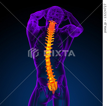 3d render medical illustration of the human spine 3d render medical illustration of the human spine 13224727