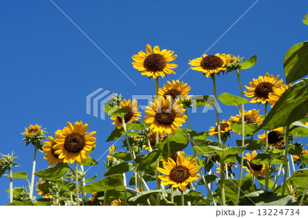 ヒマワリ 13224734