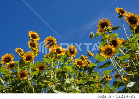 ヒマワリ 13224735