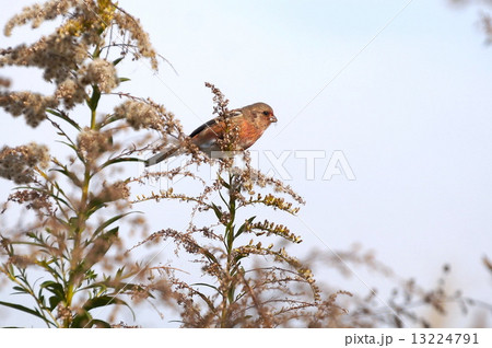 ベニマシコ　オス 13224791