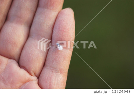 手に乗った雪虫 13224943