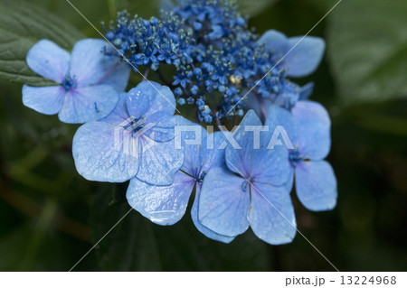あじさい 13224968