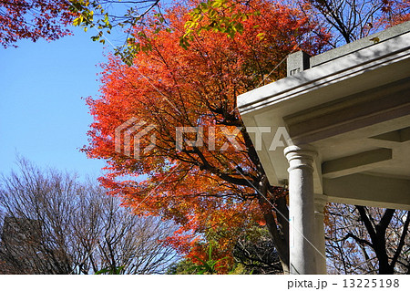 12月葉　イロハモミジ・カエデ科143新宿中央公園 13225198