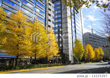12月都市の風景・街並み562イチョウ並木の黄葉・虎ノ門・桜田通り 12月都市の風景・街並み562イチョウ並木の黄葉・虎ノ門・桜田通り 13225267