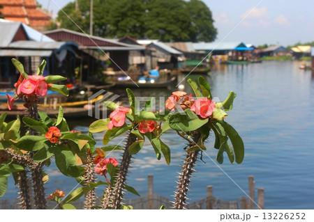 カンボジアの花 13226252