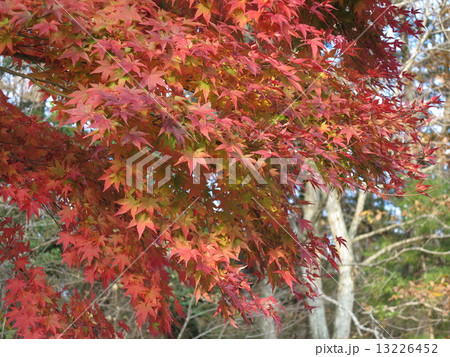 栃木県民の森の紅葉 13226452