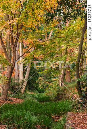 京都 下鴨神社 糺の森 京都 下鴨神社 糺の森 13226718