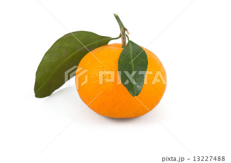 Frash tangerine on stem Frash tangerine on stem 13227488