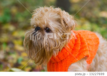 Dog and autumn. 13227699
