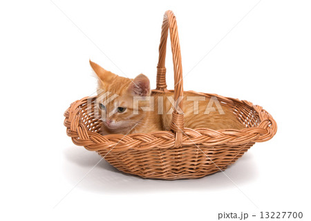 Orange kitten sitting in a basket 13227700