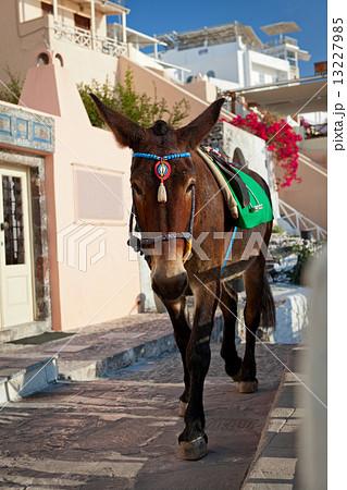Donkey 13227985