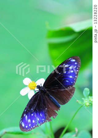 ツマムラサキマダラ ツマムラサキマダラ 13228220