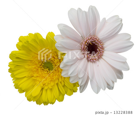 ガーベラ ガーベラ 13228388