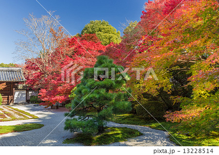 秋の天授庵 13228514