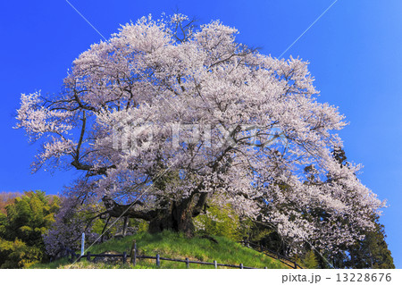 発知の苗代桜 13228676