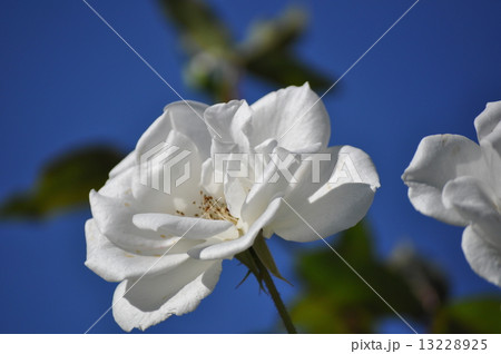 満開のシュネーヴィッチェン 満開のシュネーヴィッチェン 13228925