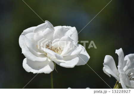 満開のシュネーヴィッチェン 満開のシュネーヴィッチェン 13228927