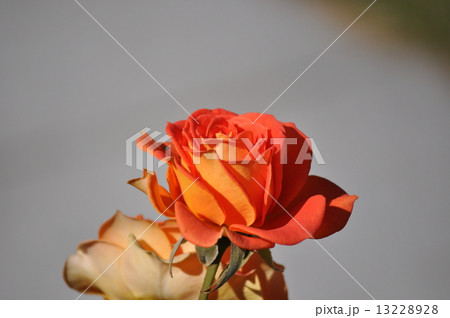 開くブラスバンド 開くブラスバンド 13228928