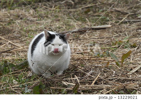 生き物 ペット 自由猫 ネコ的テヘぺロそれとも満腹 の写真素材