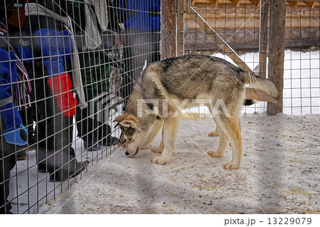 Husky dog in the cage in winter 13229079