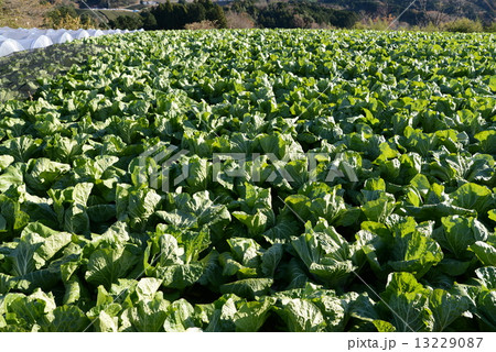 箱根西麓野菜 13229087