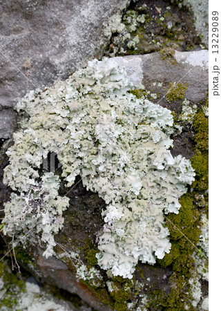 ウメノキゴケ 13229089