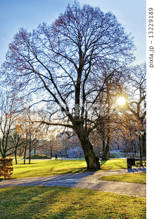 Winter park in center of Riga Winter park in center of Riga 13229189