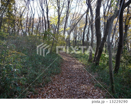 都立桜ヶ丘公園 都立桜ヶ丘公園 13229290