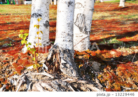 しらかんばの林 13229446