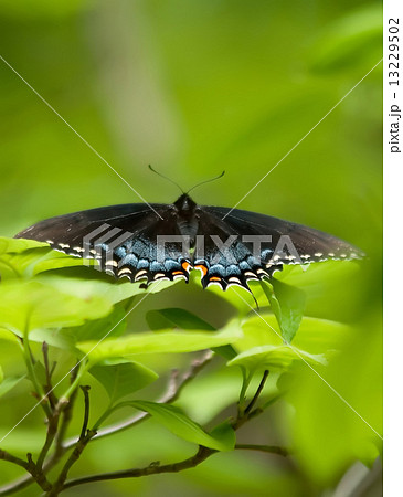 butterfly butterfly 13229502