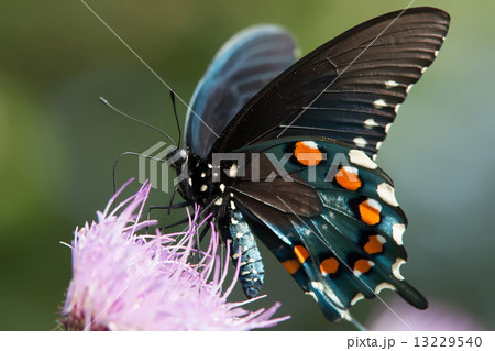 butterfly 13229540