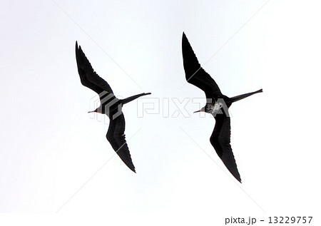 南米エクアドル、ガラパゴス諸島中央部の太平洋上で求愛のためメスに接近して飛行するオスのグンカンドリ 南米エクアドル、ガラパゴス諸島中央部の太平洋上で求愛のためメスに接近して飛行するオスのグンカンドリ 13229757