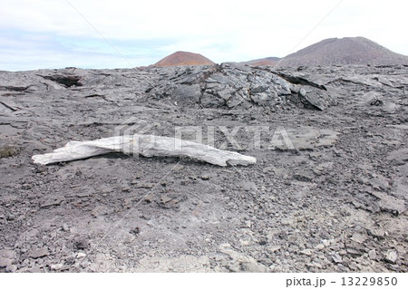 南米エクアドルの太平洋上に浮かぶ生物進化論の島ガラパゴス諸島、サンチアゴ島の海岸線は一面溶岩に覆われている 13229850