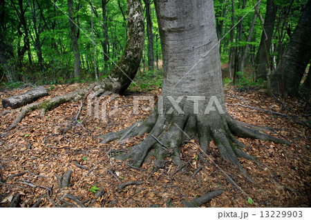 白神山地 13229903
